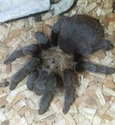 Local male Brown Tarantulas will soon be on the move looking for love across the Sooner State. Pictured is Brown Bart, an Arkansas Brown Tarantula who unwillingly migrated to Oklahoma. Kathleen Guill | Mangum Star